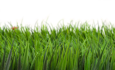 Fototapeta na wymiar Refresh Grass on White background