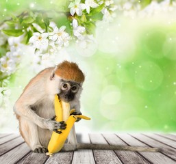 Monkey. The monkey sits and eats banana. isolated on white