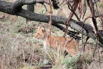 lion cub