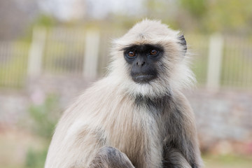Hanuman Langur