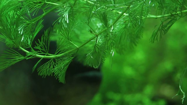 Lurking Sinister Dangerous Piranha hiding in green 3