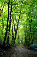 Fototapeta na wymiar Footpath through a beautiful forest