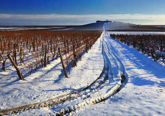 Vineyard landscape in winter
