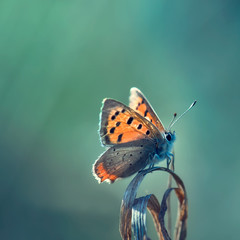 butterfly in sunset