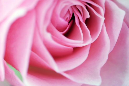 Beautiful pink rose close up