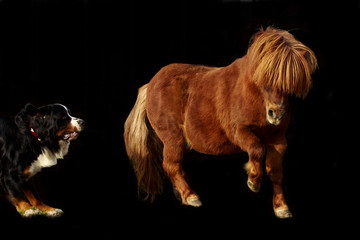 Pony und Sennenhund schwarz
