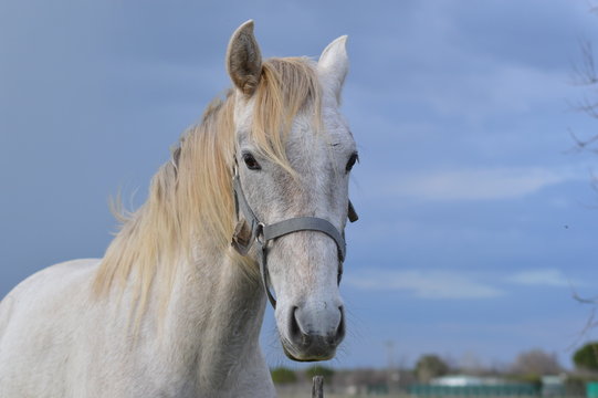 cheval camarguais