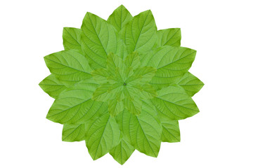 Fototapeta premium Idea form leaf.(Flower concept)