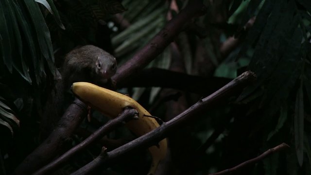Northern tree shrew (tupaia) investigating a banana