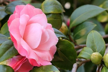 Camellia