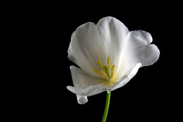 Naklejka na ściany i meble Beautiful white tulip on black background