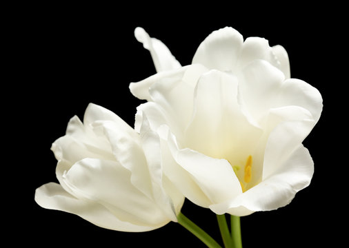Fototapeta Beautiful white tulips on black background