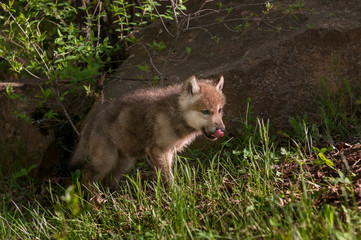 Grey Wolf (Canis lupus) Pup Licks Nose