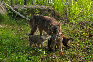 Black Wolf (Canis lupus) and Three Pups