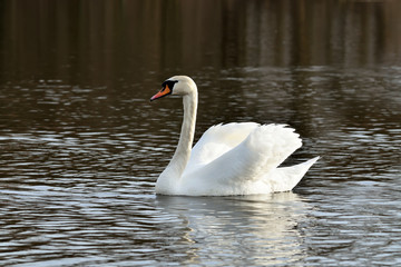 Beautiful white Swan (Cygnus olor)