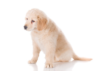 Sad Golden Retriever puppy looking down curiously