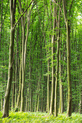 beech green trees in spring  forest