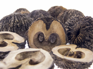 Schwarze Walnuss, Schwarznuss, Frucht, Juglans nigra L.