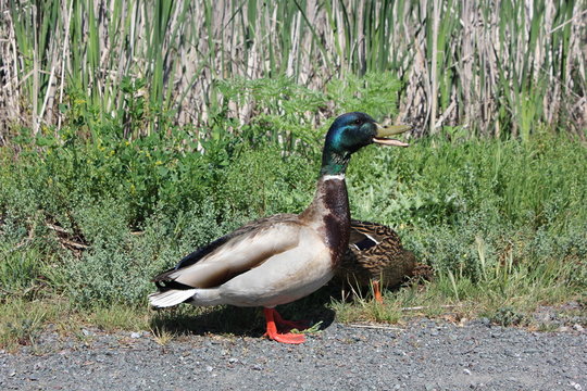 Mallard duck with open beak