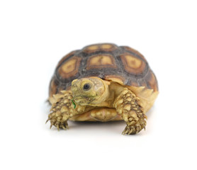 turtle isolated on white background