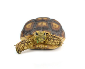 turtle isolated on white background
