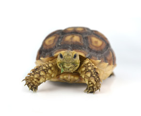 turtle isolated on white background
