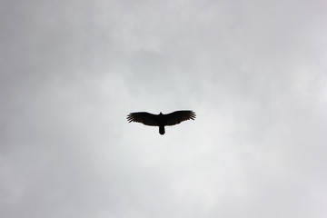 Hawk silhouette flying overhead