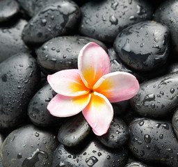 Obraz na płótnie Canvas Pink frangipani and wet pebbles