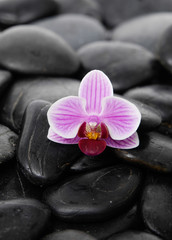 Obraz na płótnie Canvas orchid and wet stones