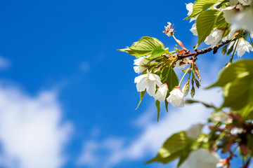 桜（大島桜）