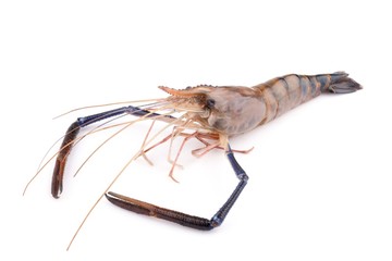 Giant freshwater prawn, Fresh shrimp isolate on white