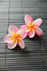 Two pink frangipani flower on bamboo mat