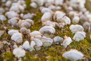 Bracket fungus and moss on the north side of a tree trunk