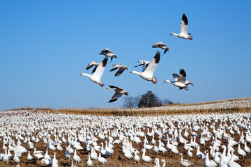 Snow Geese Fly Over