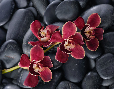 Set of red branch orchid on zen stones

