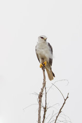 Black-shouldered Kite (Elanus caeruleus ) catch on the branch