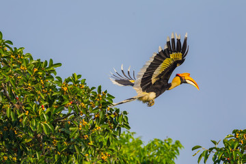 Flying Great hornbill (Buceros bicornis) in nature © kajornyot