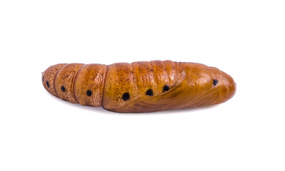 Butterfly Pupa isolated on white background