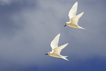 White tern fly in the sky.