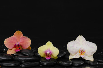 Naklejka na ściany i meble beautiful colorful orchid on black pebbles-black background