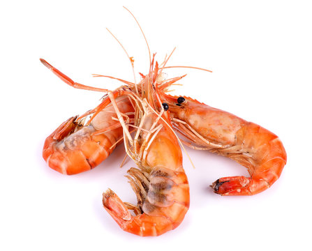 Shrimp isolated on white background