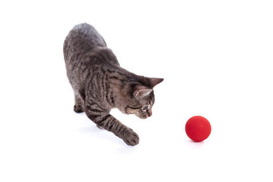 Cat Playing With Ball