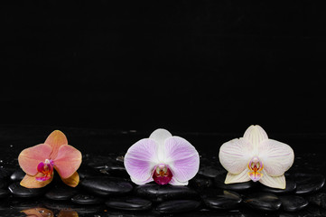 Fototapeta na wymiar colorful orchid on black pebbles-black background