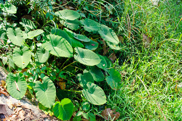 green background