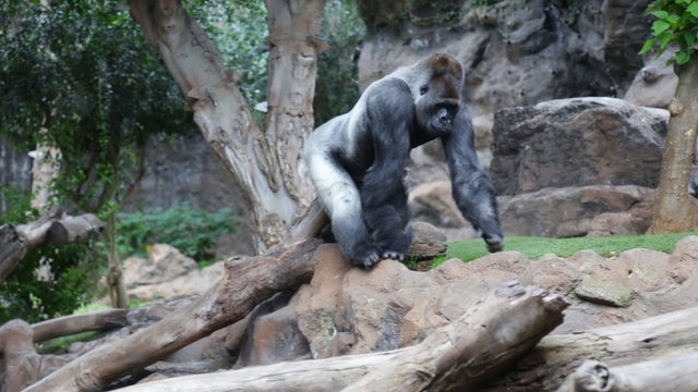 Isolated Gorilla