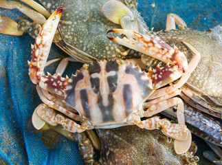 Raw red blue crab
