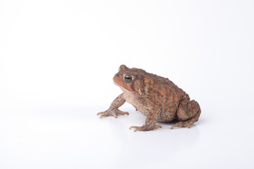 Toad