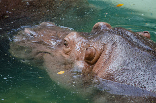 big Hippopotamus