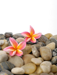 Fototapeta na wymiar Pink two frangipani and colorful pebbles
