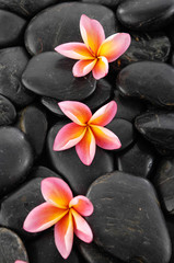 Obraz na płótnie Canvas Three frangipani and black pebbles